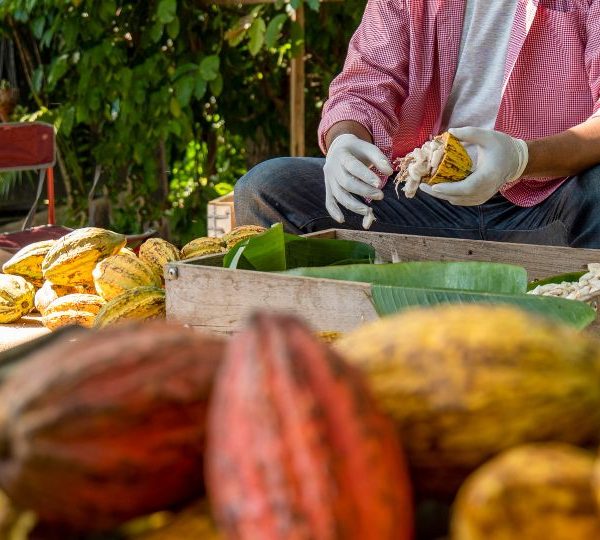 Personne récoltant du cacao se trouvant dans des cagettes remplies de cacao